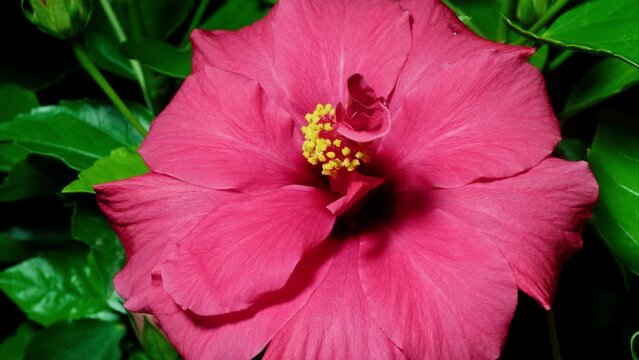 Time lapse footage of pink Hibiscus rosa-sinensis flower growing blossom from bud to full blossom isolated on black background, 4k video, close up b roll shot, zoom out then zoom in effect.