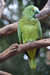Parrot on the tree, Iguassu Falls