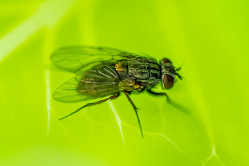 Stubenfliege auf grünem Blatt