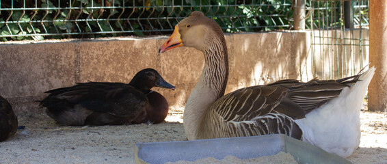 Granja © Annie_hall_