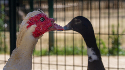 Granja © Annie_hall_