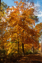 São Lourenço Beech Tree Forest, pathway leaves fall in ground landscape on autumnal background in November, Manteigas, Serra da Estrela, Portugal.