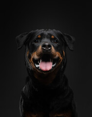 Rottweiler on a black background. Handsome black dog on dark