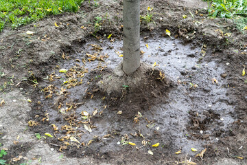 A wet funnel from the ground in which a young tree is planted
