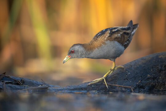 Little crake bird ( Porzana parva ) - male