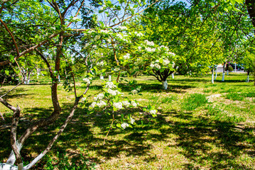 Начало лета. Зелёные плоды. Абрикос. Яблоки. Груши