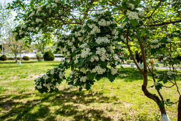 Начало лета. Зелёные плоды. Абрикос. Яблоки. Груши