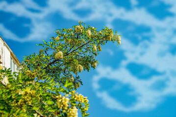 Весна. Цветущие деревья. Акация. Туя. Дурман