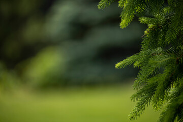 Spruce branches frame a green background