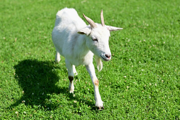 Obraz premium 草原の山羊