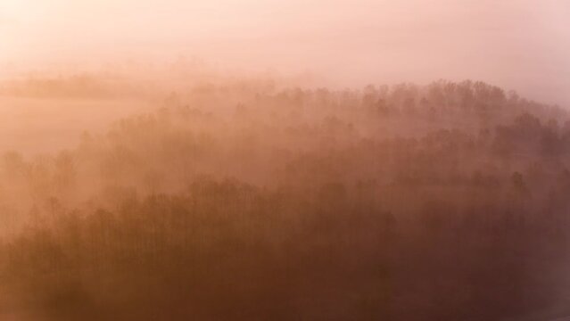 Amazing aerial shot of a fog shrouded forest in the early morning lit with orange and pink light, inviting and peaceful
