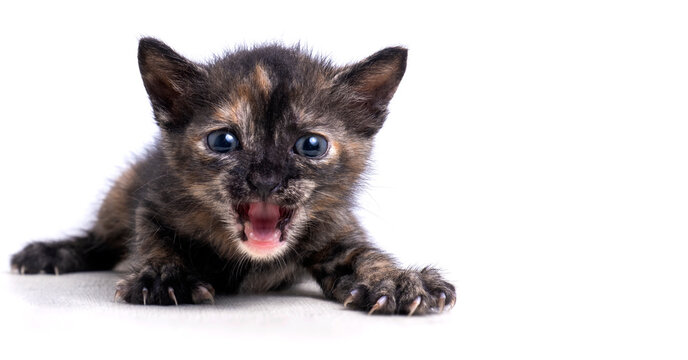 little kitten poses and opens its mouth. High quality photo