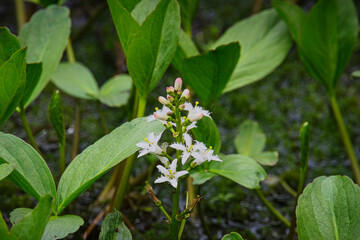 乗鞍高原・どじょう池周辺の美しい6月の風景