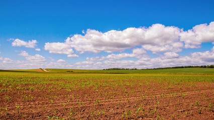 Corn field with young seedlings. Rural area. Panorama, sky, clouds, horizon
