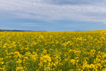 Blooming canola field. Rape on the field in summer. Bright Yellow rapeseed oil. Flowering rapeseed. with blue sky and clouds