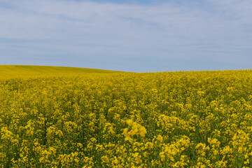 Blooming canola field. Rape on the field in summer. Bright Yellow rapeseed oil. Flowering rapeseed. with blue sky and clouds
