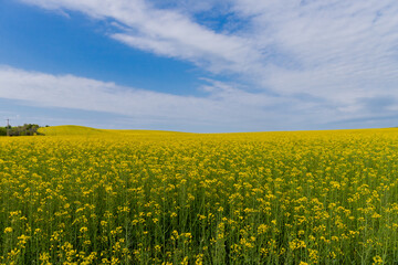 Obraz premium Blooming canola field. Rape on the field in summer. Bright Yellow rapeseed oil. Flowering rapeseed. with blue sky and clouds