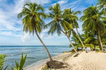 Foto auf Acrylglas Beach in Barbados with coconut palms © Fyle