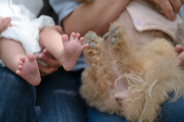 赤ちゃんの足とトイプードルの足