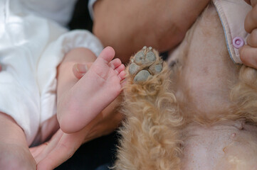 赤ちゃんの足とトイプードルの足