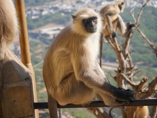 Fototapeta premium Gray langur monkey also known as hanuman langurs relaxing and watching people