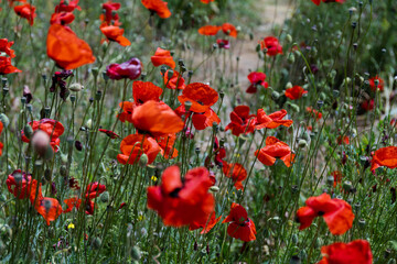 Flowers Red poppies blossom on wild field. Beautiful field red poppies with selective focus. soft light. Natural drugs. Glade of red poppies. Lonely poppy. Soft focus blur
