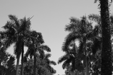 palm trees in the wind in black and white