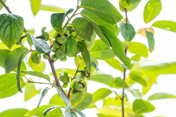 初夏の柿の実