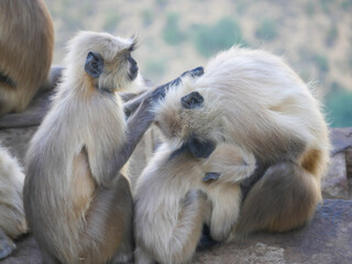 Indian Gray langur hanuman monkeys troops resting on mountain