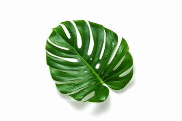 Monstera plant green leaf isolated on white background top view