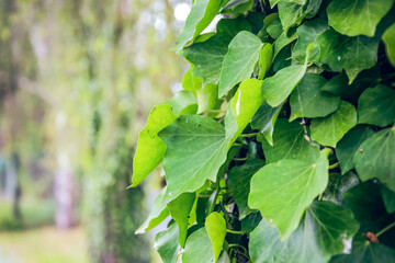 green leaves in close-up in spring