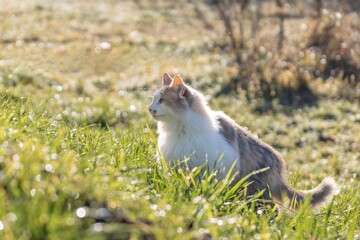 Gato en el pasto