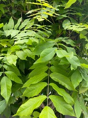Fotos von Blumen, Regen, Natur, Garten, Wiese, Wolken und Dingen