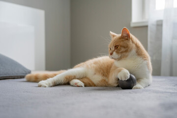 Kot brytyjski bawi się piłeczką na kanapie. - obrazy, fototapety, plakaty