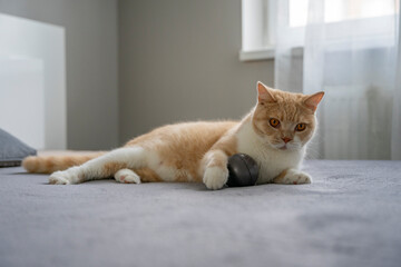 Kot brytyjski bawi się piłeczką na kanapie. - obrazy, fototapety, plakaty