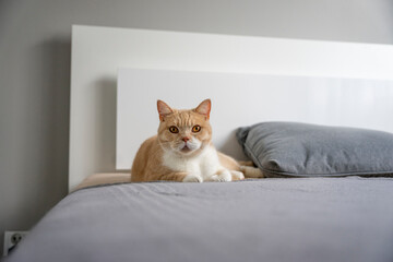 Kremowy kot brytyjski odpoczywa na kanapie. - obrazy, fototapety, plakaty