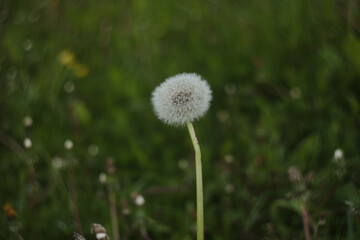 Dandelion seed pod, summer nature background. Dandelion blowball with seeds, closeup photo
