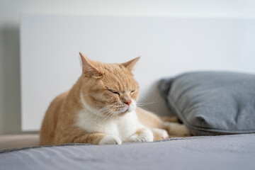 Kremowy kot brytyjski odpoczywa na kanapie.