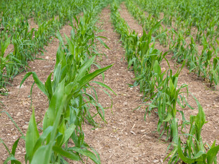 Trockenheit im Boden Maisfeld