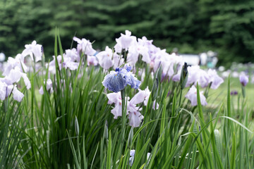 花菖蒲（ハナショウブ）