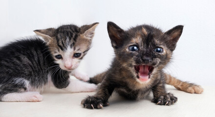 portrait of two small and mongrel kittens on a white background