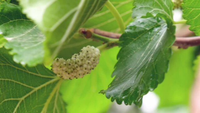 A pov close-up hand is picking up a white mulberry from a tree branch