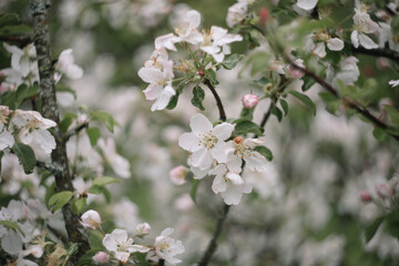 spring background with white flowers and apple leaves. Blur spring blossom background.