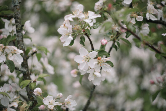 spring background with white flowers and apple leaves. Blur spring blossom background. © paralisart