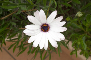 flor blanca