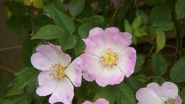 Closeup of two dog roses on a hedgerow in the English countryside