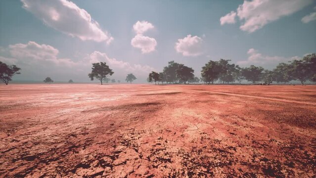 Desert trees in plains of africa under clear sky and dry floor