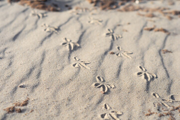 Sand patterns with birds footprints in Juan Lacaze's Beach, Colonia, Uruguay