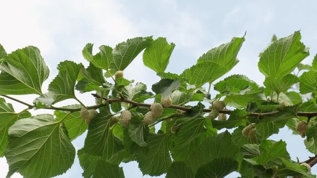 White mulberries on the tree branch from down below