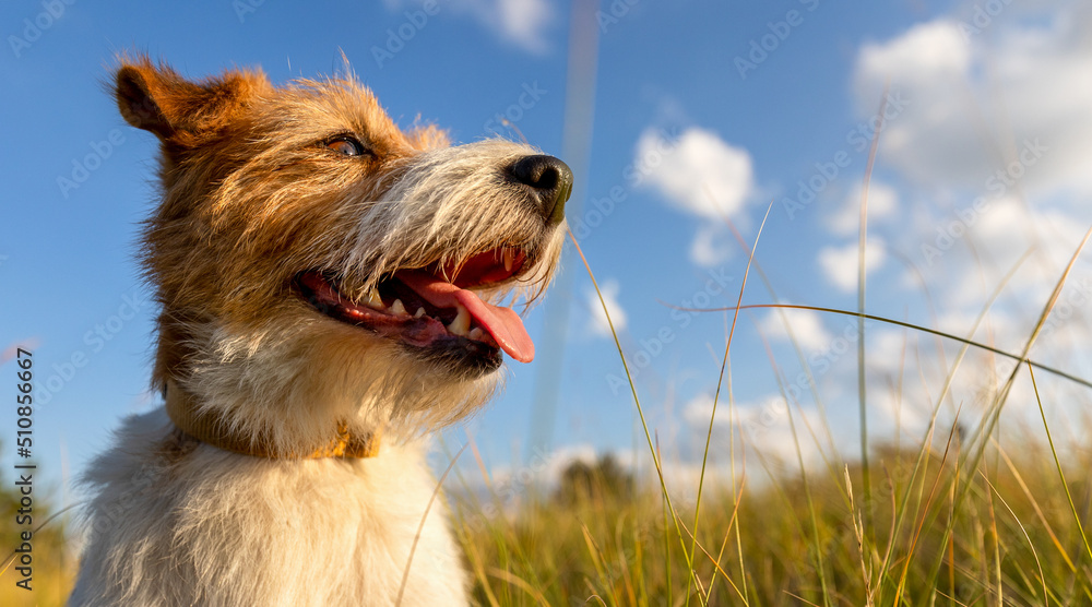 Wall mural banner of a happy panting dog in summer in the meadow grass on sky background. hiking, walking with 